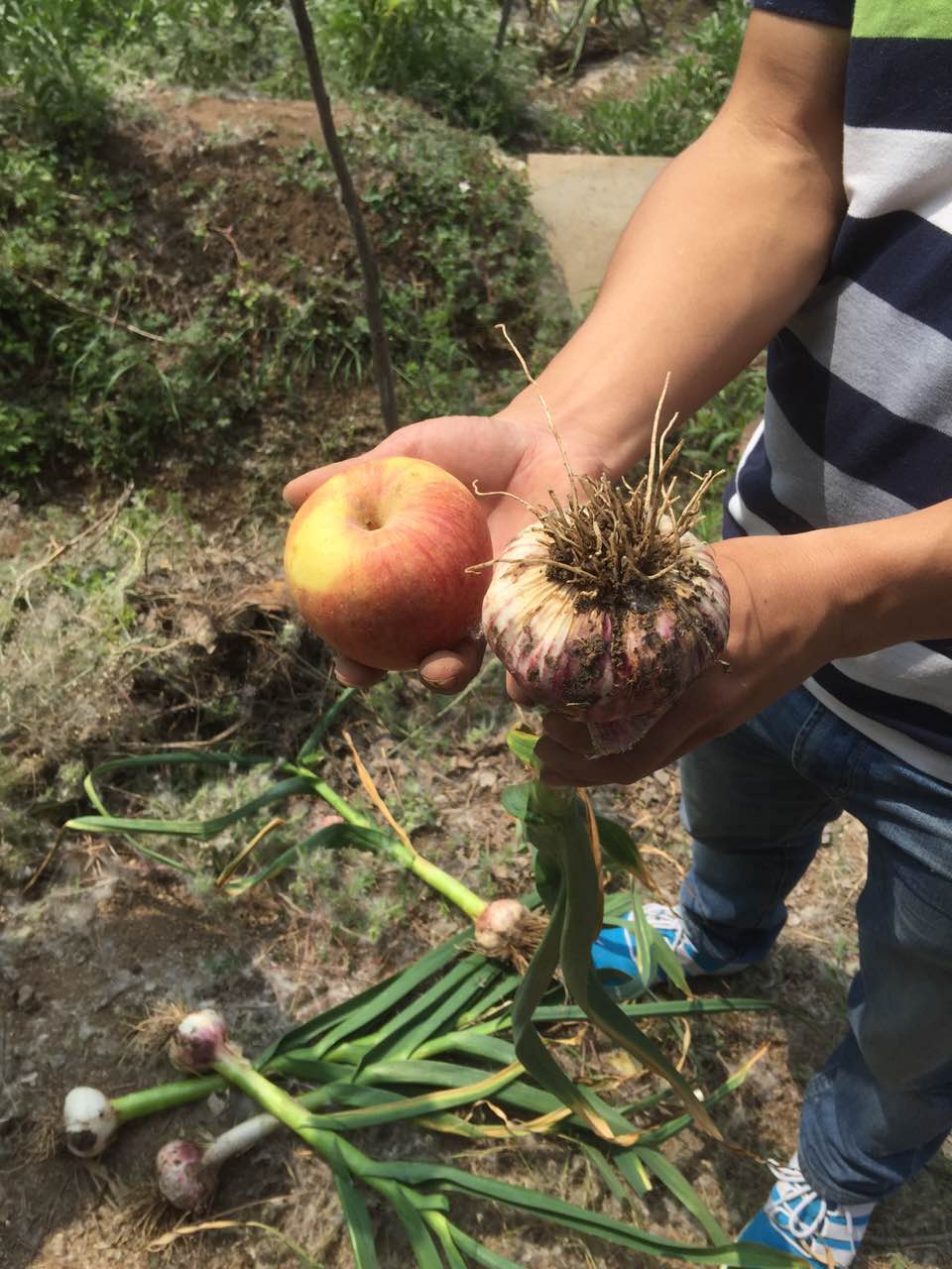 种植大蒜用什么肥好？91视频黄片下载硫酸钾复合肥效果明显